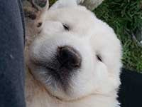 white puppy